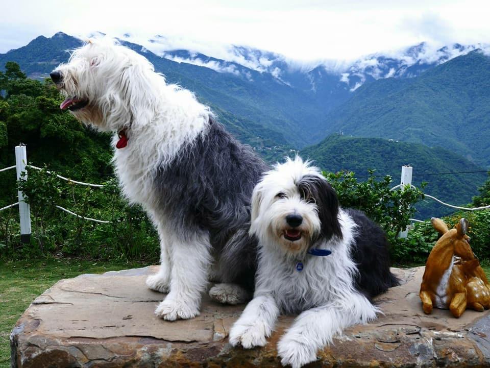 Moose & Squirrel Bed & Breakfast Renai Bagian luar foto